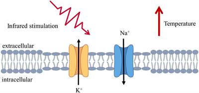 Response of a neuronal network computational model to infrared neural stimulation